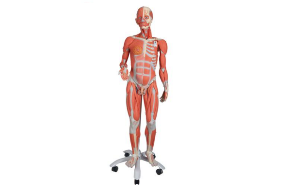 model mięśni ludzkich z podwójną płcią na metalowym stojaku, 45 części - 3b smart anatomy kat. 1013881 b50 3b scientific modele anatomiczne 2